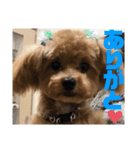 虎之介の日常2（個別スタンプ：2）