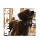 虎之介の日常2（個別スタンプ：4）