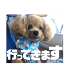 虎之介の日常2（個別スタンプ：5）