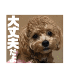虎之介の日常2（個別スタンプ：6）