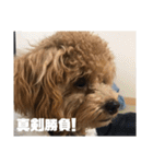 虎之介の日常2（個別スタンプ：10）