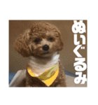 虎之介の日常2（個別スタンプ：11）