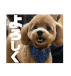 虎之介の日常2（個別スタンプ：12）