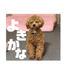 虎之介の日常2（個別スタンプ：13）