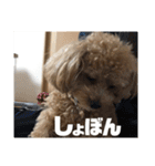 虎之介の日常2（個別スタンプ：14）