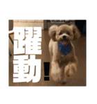 虎之介の日常2（個別スタンプ：15）