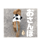虎之介の日常2（個別スタンプ：17）