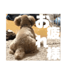 虎之介の日常2（個別スタンプ：18）