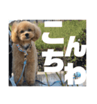 虎之介の日常2（個別スタンプ：19）
