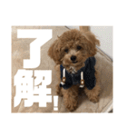 虎之介の日常2（個別スタンプ：20）