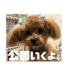 虎之介の日常2（個別スタンプ：26）