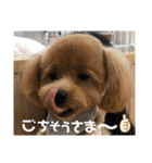 虎之介の日常2（個別スタンプ：29）