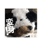 虎之介の日常2（個別スタンプ：30）