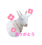 ヤギのゆきちゃん＆はっち＆なな＆まる（個別スタンプ：1）