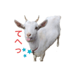 ヤギのゆきちゃん＆はっち＆なな＆まる（個別スタンプ：2）