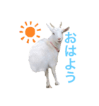 ヤギのゆきちゃん＆はっち＆なな＆まる（個別スタンプ：3）