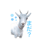 ヤギのゆきちゃん＆はっち＆なな＆まる（個別スタンプ：6）