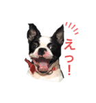 ヤギのゆきちゃん＆はっち＆なな＆まる（個別スタンプ：11）