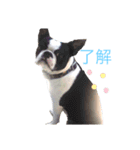 ヤギのゆきちゃん＆はっち＆なな＆まる（個別スタンプ：13）