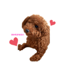 ゆず(トイプードル)くこ(チワワ)（個別スタンプ：1）