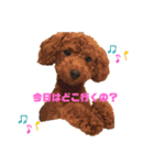 ゆず(トイプードル)くこ(チワワ)（個別スタンプ：2）