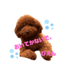ゆず(トイプードル)くこ(チワワ)（個別スタンプ：3）