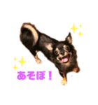 ゆず(トイプードル)くこ(チワワ)（個別スタンプ：6）
