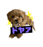 ソルト①（個別スタンプ：1）
