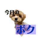 ソルト①（個別スタンプ：4）