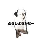juntowa家スタンプ（個別スタンプ：3）