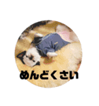 juntowa家スタンプ（個別スタンプ：24）