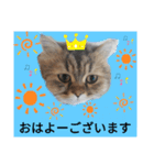 ポンタねこ（個別スタンプ：1）