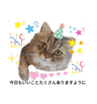 ポンタねこ（個別スタンプ：2）