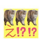 ポンタねこ（個別スタンプ：3）