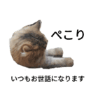 ポンタねこ（個別スタンプ：4）
