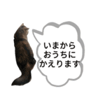 ポンタねこ（個別スタンプ：5）