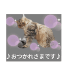ポンタねこ（個別スタンプ：6）
