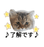 ポンタねこ（個別スタンプ：7）