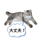 ポンタねこ（個別スタンプ：8）