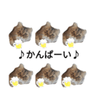 ポンタねこ（個別スタンプ：9）