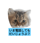 ポンタねこ（個別スタンプ：10）