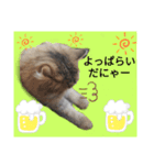 ポンタねこ（個別スタンプ：11）