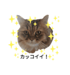 ポンタねこ（個別スタンプ：12）
