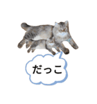 ポンタねこ（個別スタンプ：13）