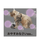 ポンタねこ（個別スタンプ：14）