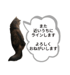 ポンタねこ（個別スタンプ：15）