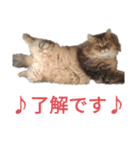 ポンタねこ（個別スタンプ：16）
