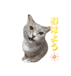 momiraスタンプ（個別スタンプ：1）