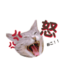 momiraスタンプ（個別スタンプ：5）