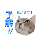 momiraスタンプ（個別スタンプ：15）
